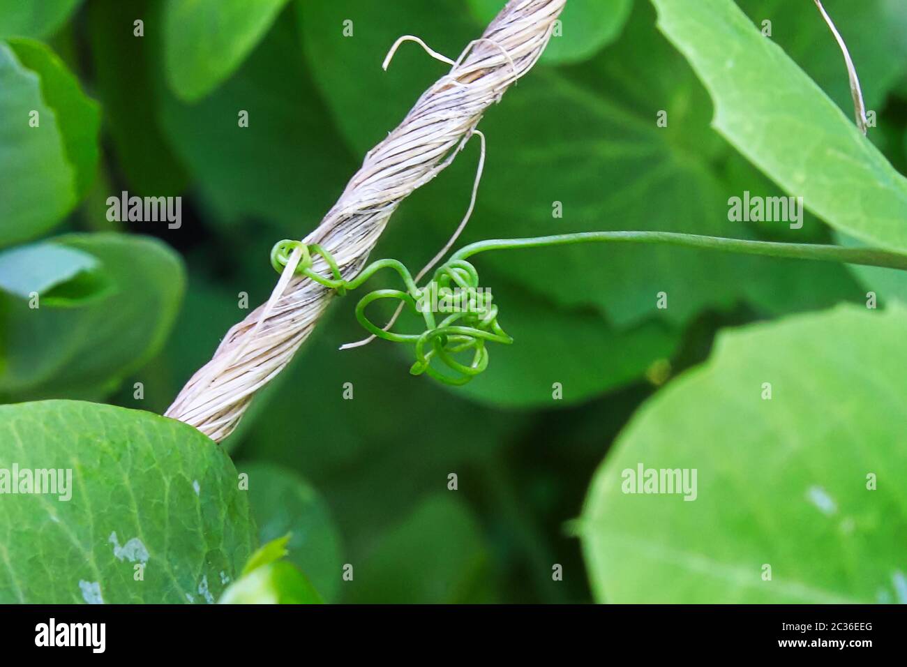 A pea vine curling around a string. Stock Photo