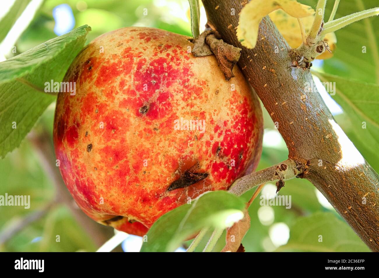 Bruises and cuts over an apple caused by hail. Stock Photo