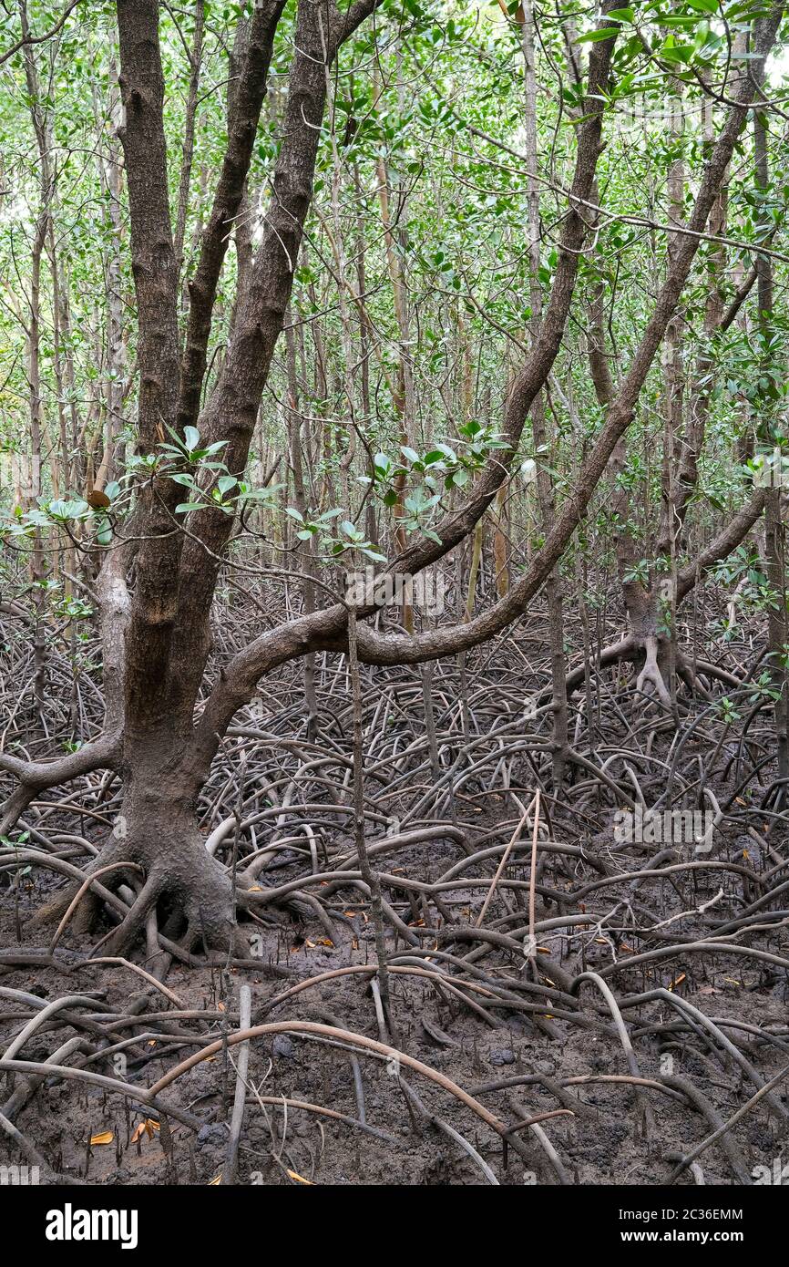 Mangrove and mangrove roots at low tide, near Darwin, Northern Territory, Australia Stock Photo