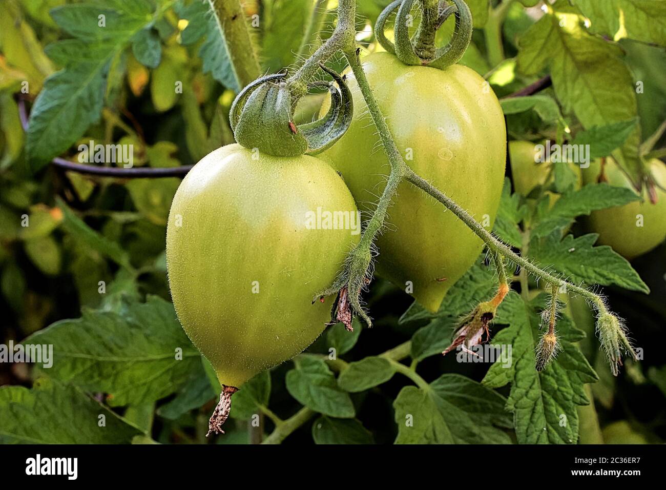 Closeup view of two green tomatoes growing on a vine Stock Photo - Alamy