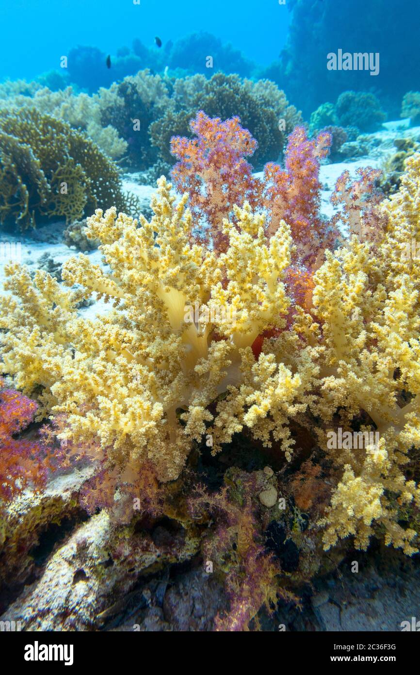 Colorful coral reef at the bottom of tropical sea,  broccoli coral, underwater landscape Stock Photo