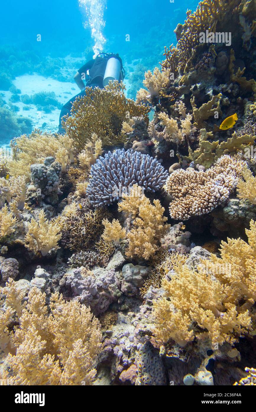 Colorful coral reef at the bottom of tropical sea, soft and hard corals, underwater landscape Stock Photo