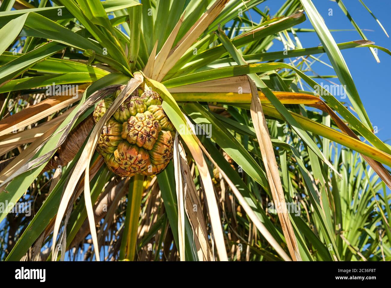 Pandanus fruit on a Pandanus spiralis tree in the Northern Territory of