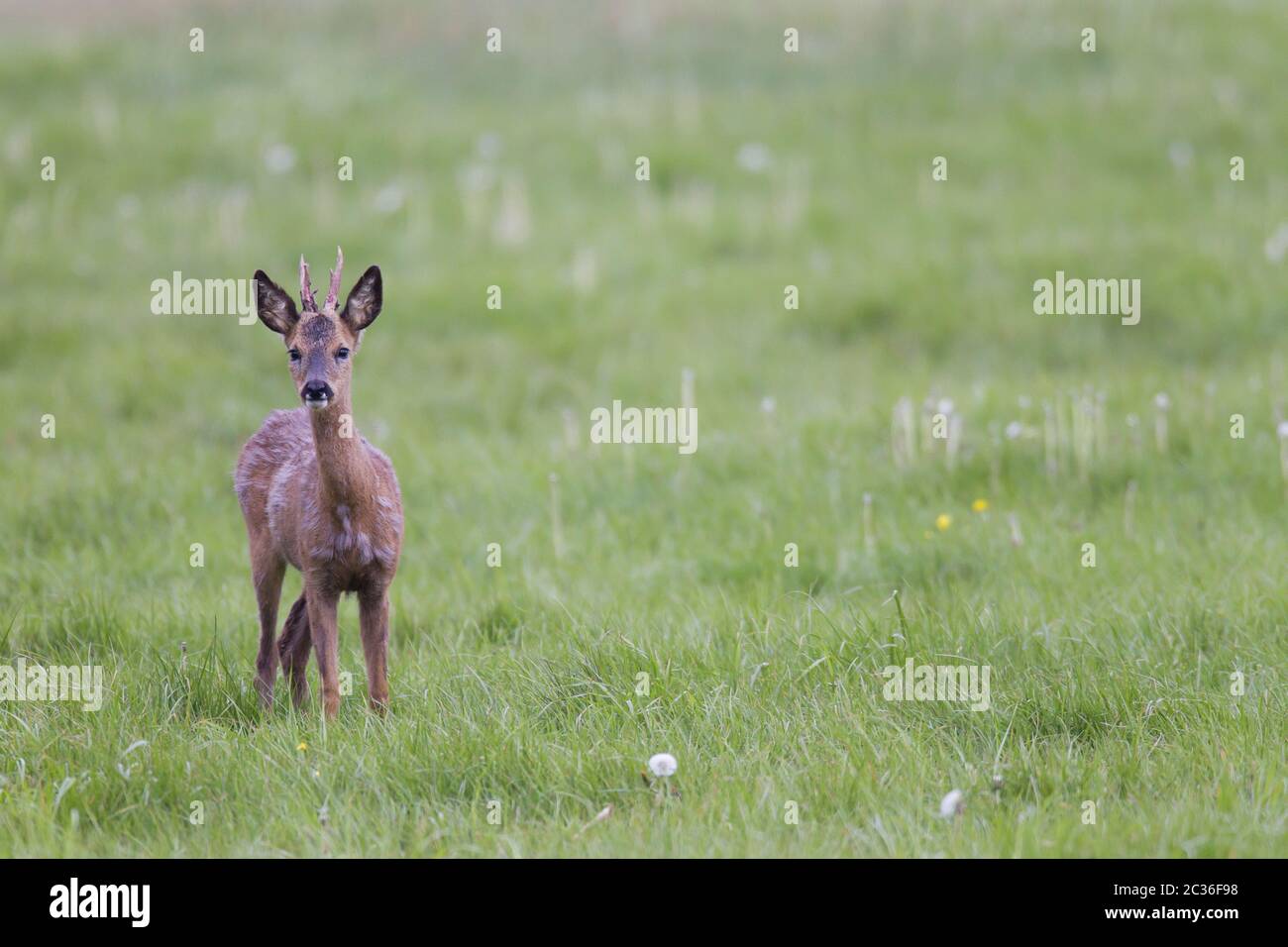 Roe Deer yearling browses on a meadow Stock Photo