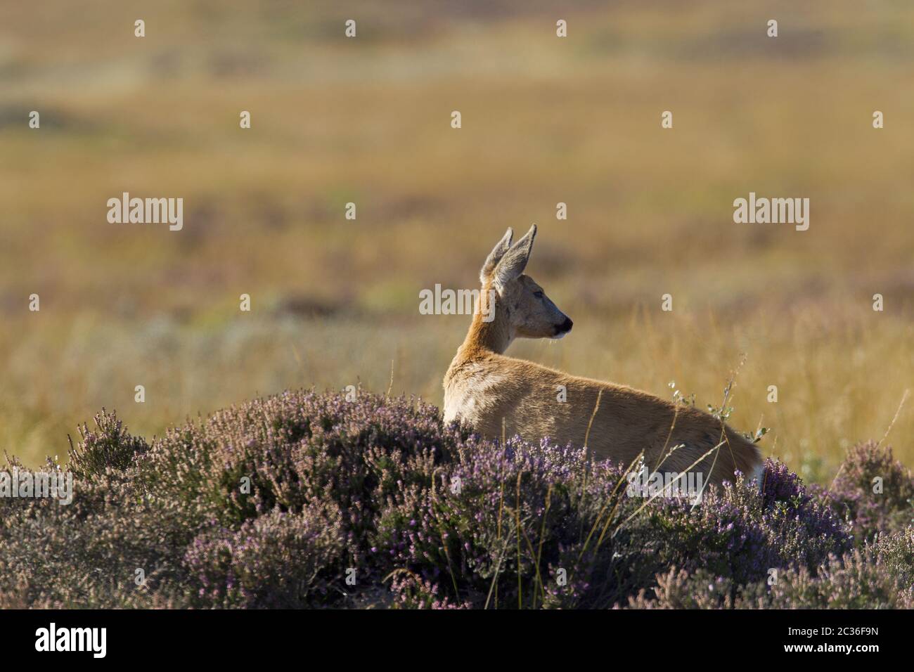 Roe Deer fawn from previous year observes alert the behavior from the dam Stock Photo