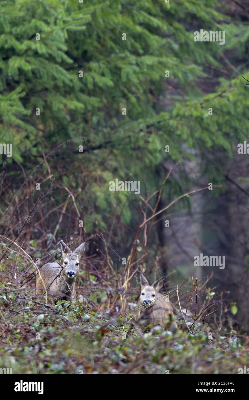 Male roe hi-res stock photography and images - Alamy