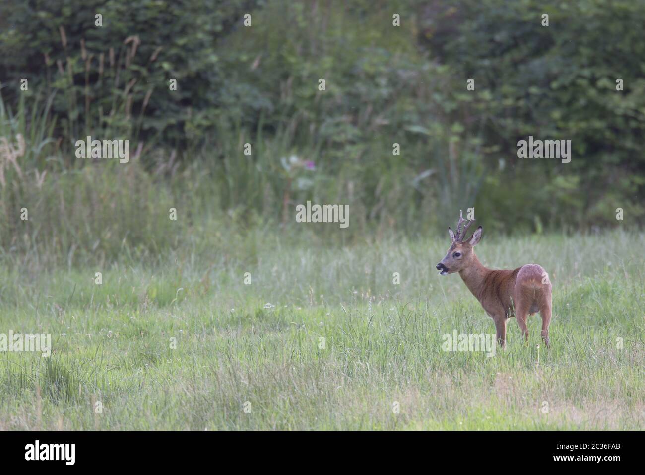 Roe Deer buck in summer pelage browses on a forest meadow Stock Photo