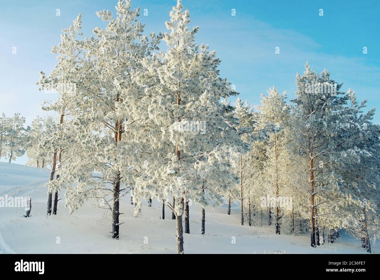 Pines snow covered on the mountain Stock Photo - Alamy