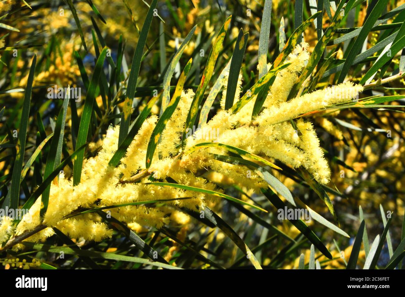 A close up of the native Australian Wattle Stock Photo - Alamy