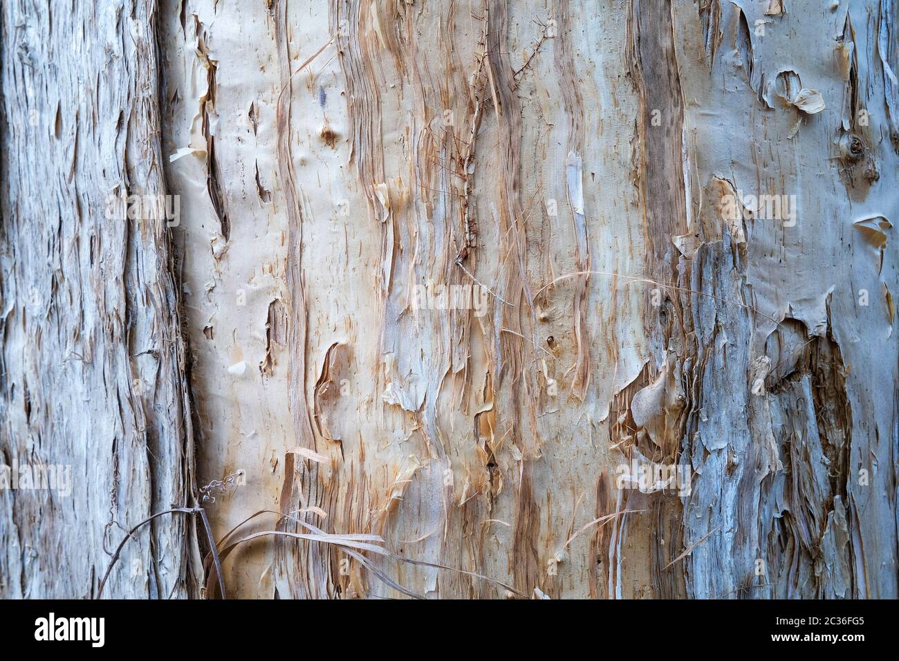 Close-up of the bark of the Melaleuca tree also known as Paperbark Tree, near Darwin in the Northern Territory of Australia Stock Photo