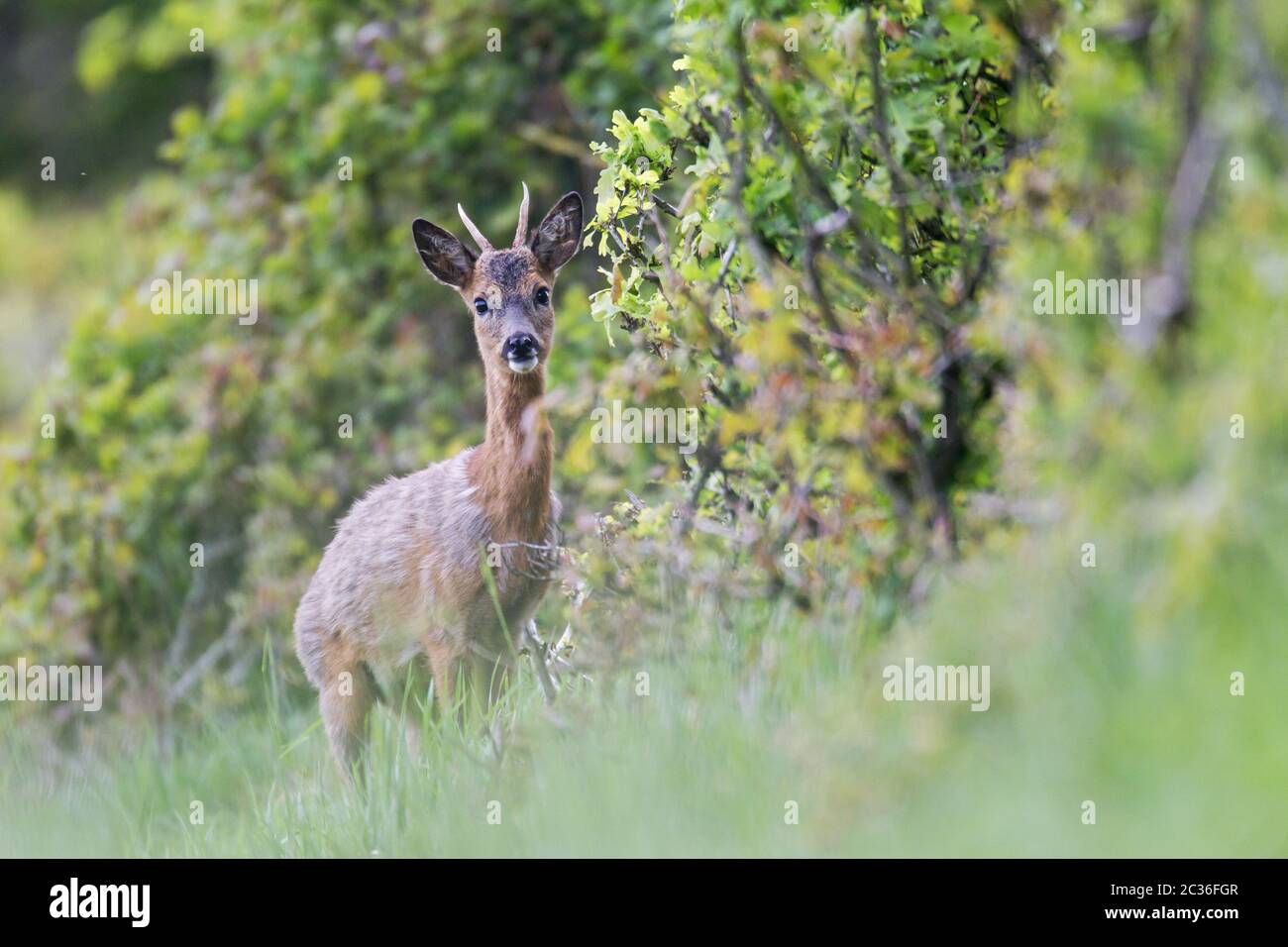 Roebuck yearling in May Stock Photo