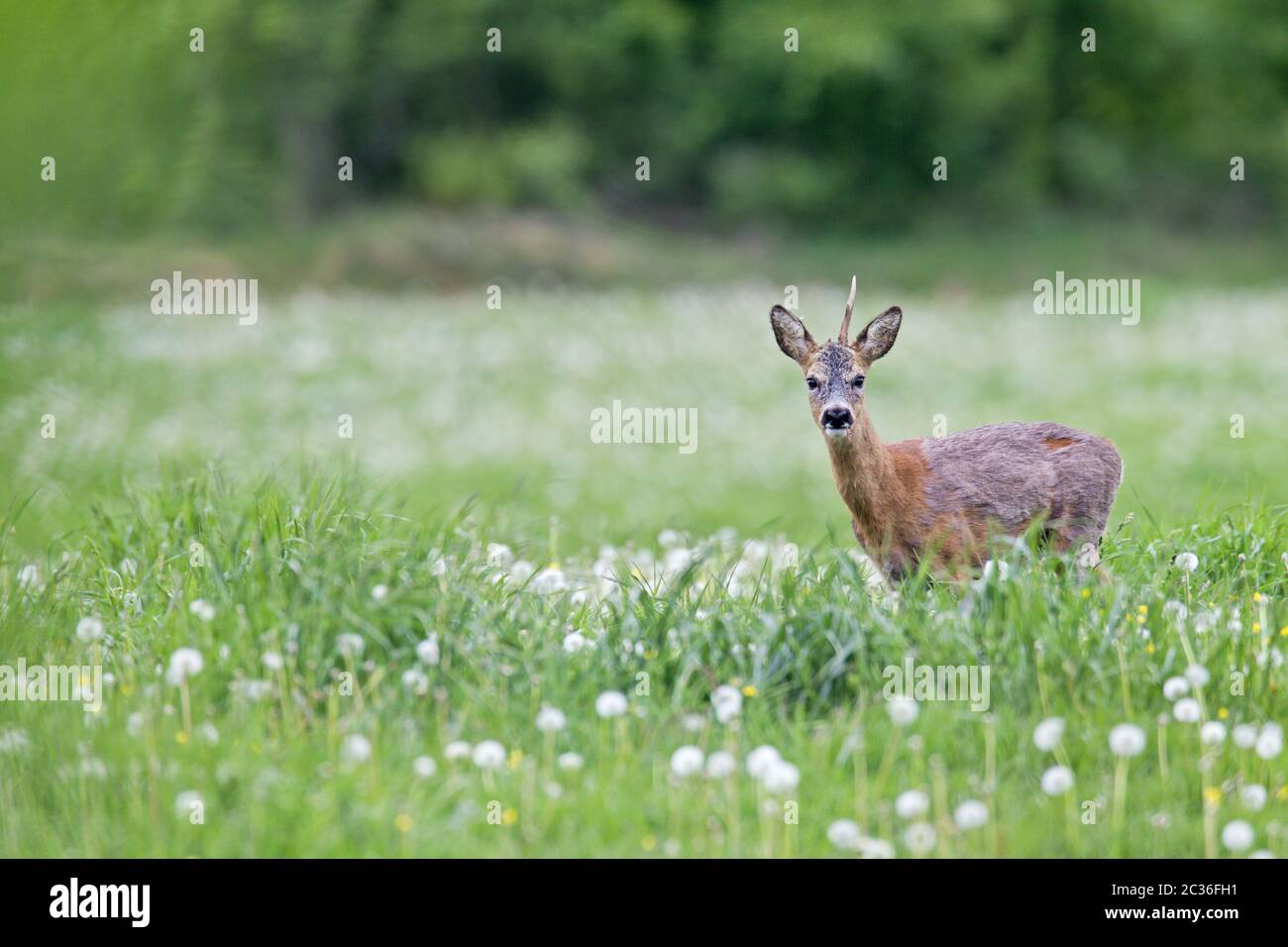 European Roe Deer an old buck grazes on a meadow Stock Photo