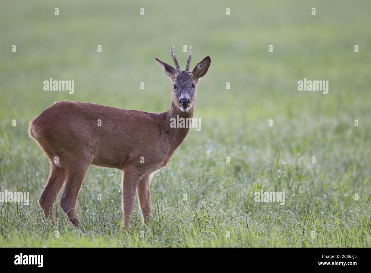 Roe Deer buck in summer pelage browses on a forest meadow Stock Photo