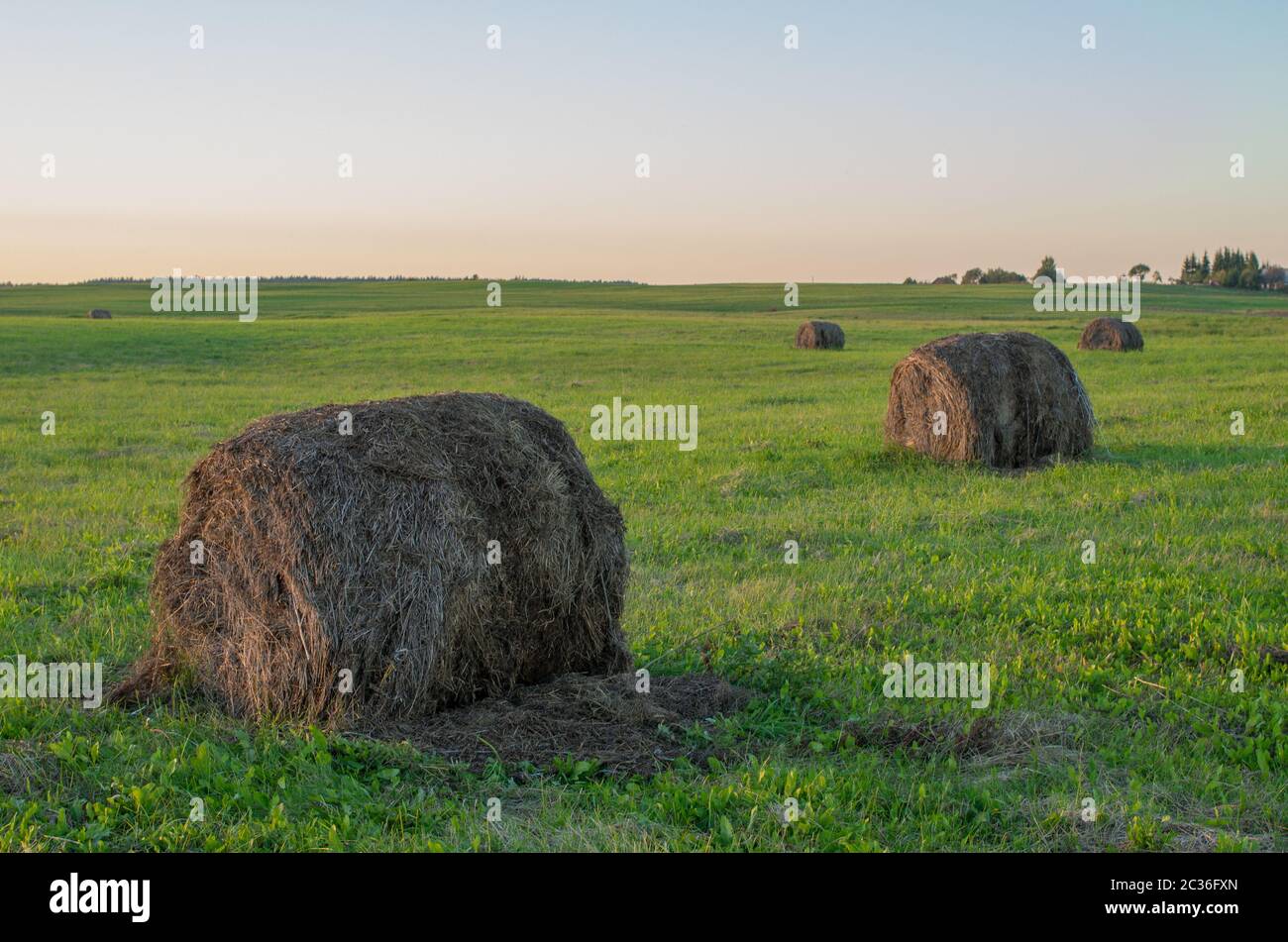 Large old baled round hay bales stacked out in the farm field. Stock Photo