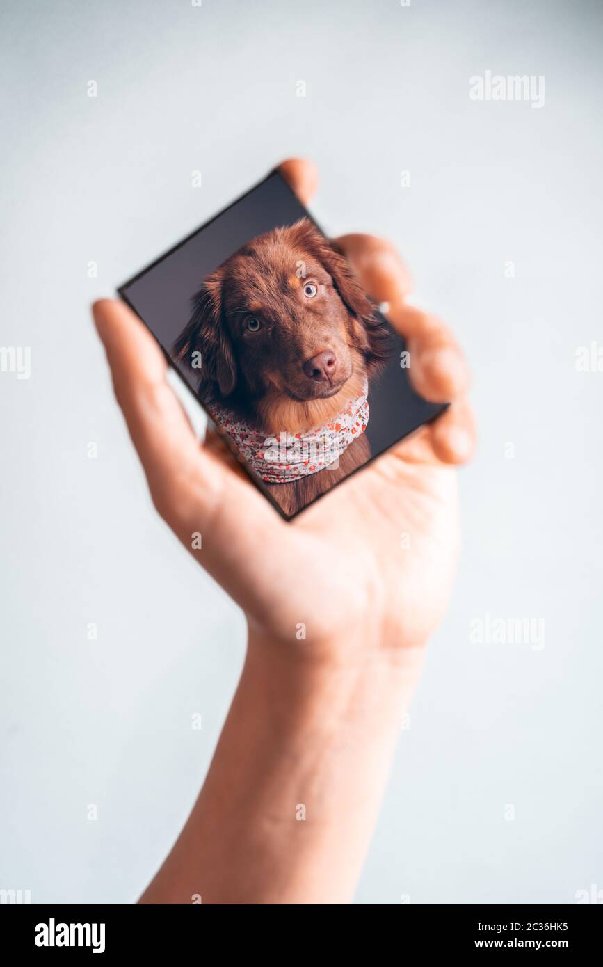picture portrait of a dog in the palm of the hand Stock Photo