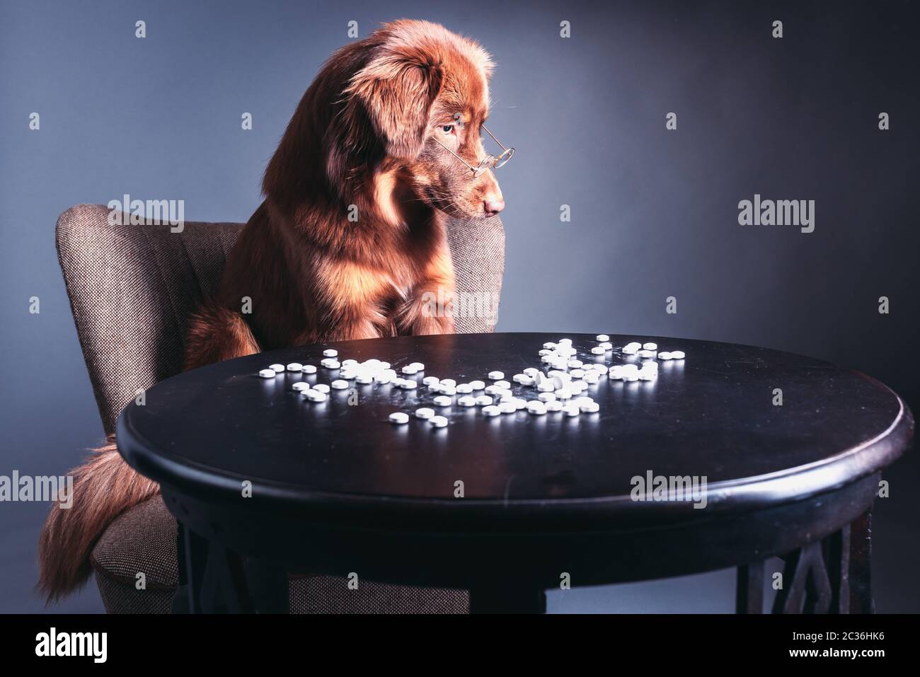 dog counting his drugs Stock Photo Alamy