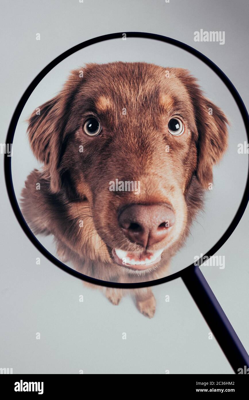 dog under magnifying glasses Stock Photo