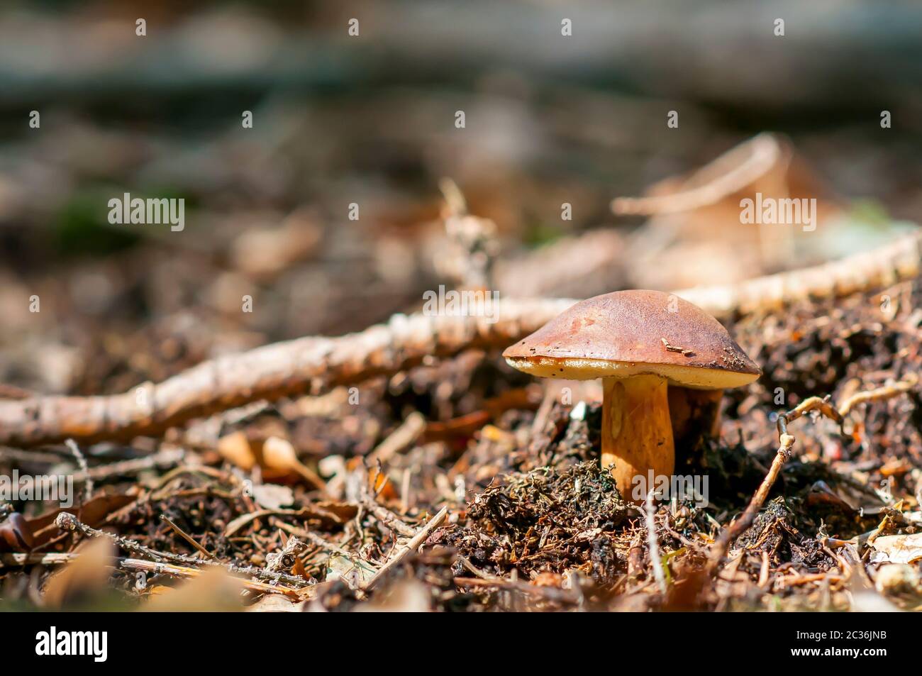 Imleria badia, commonly known as the bay bolete, Edible fungus in the forest Stock Photo