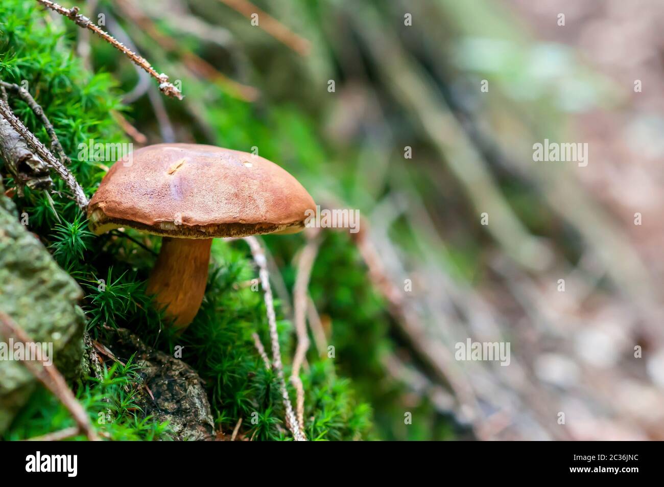 Imleria badia, commonly known as the bay bolete, Edible fungus in the forest Stock Photo