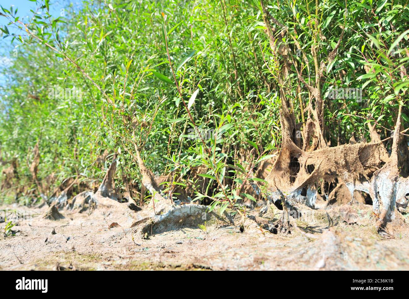 vegetation on the shore covered with algae and silt after the water falls after flood Stock Photo