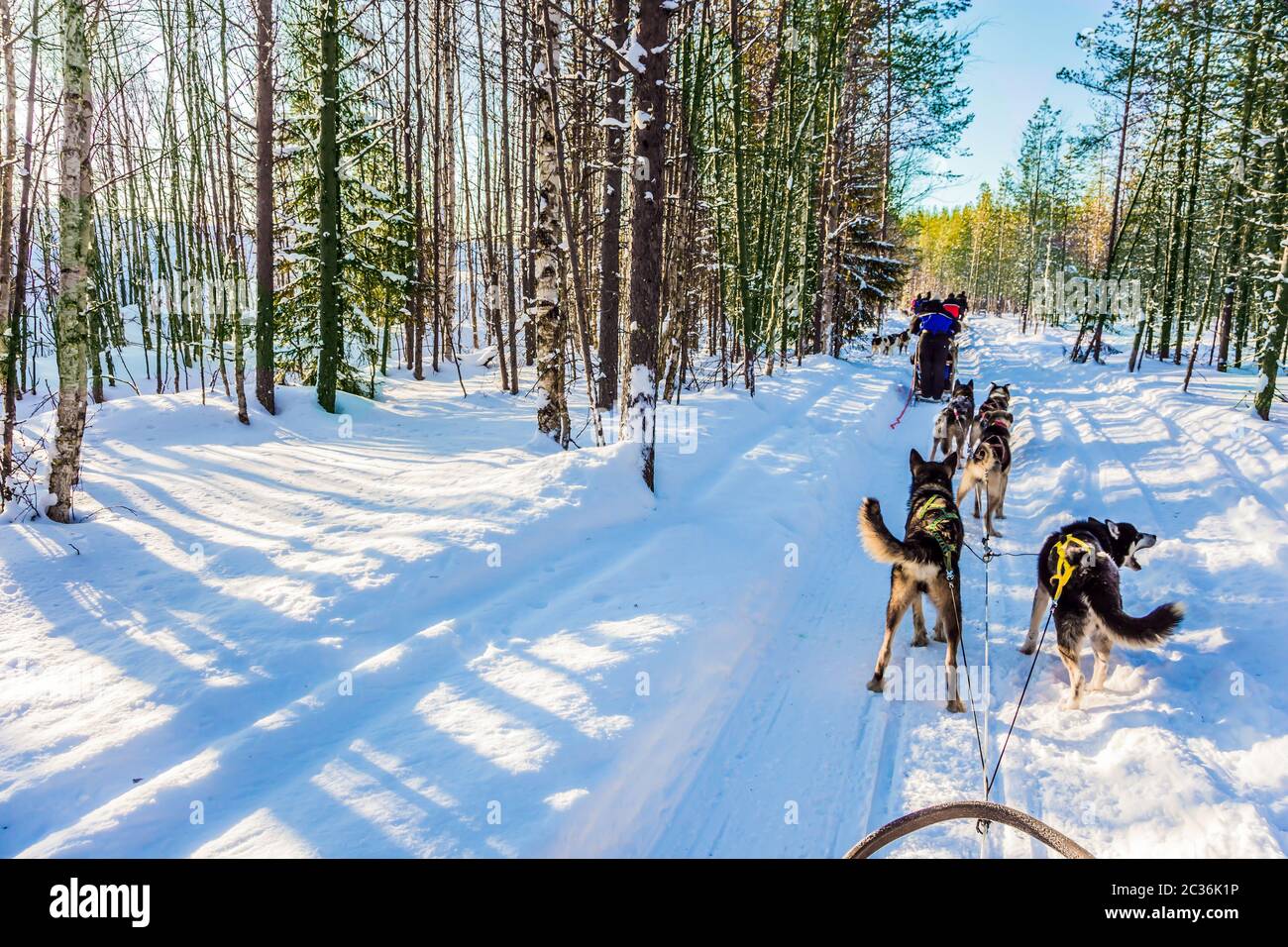 Finnish Husky Sled Dog. Lapland, Finland Stock Photo