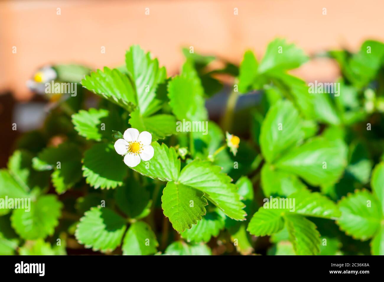 close-up of white strawberry flower in the vegetable garden Stock Photo