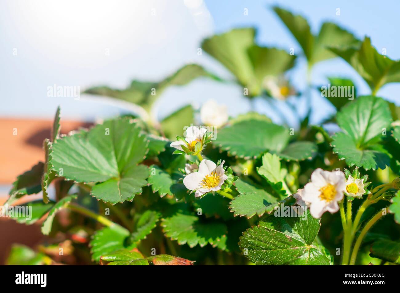 close-up of white strawberry flower in the vegetable garden Stock Photo