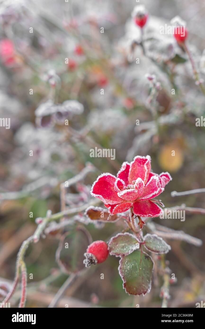 Featured image of post Hintergrundbilder Winterblumen Want to discover art related to winterblumen
