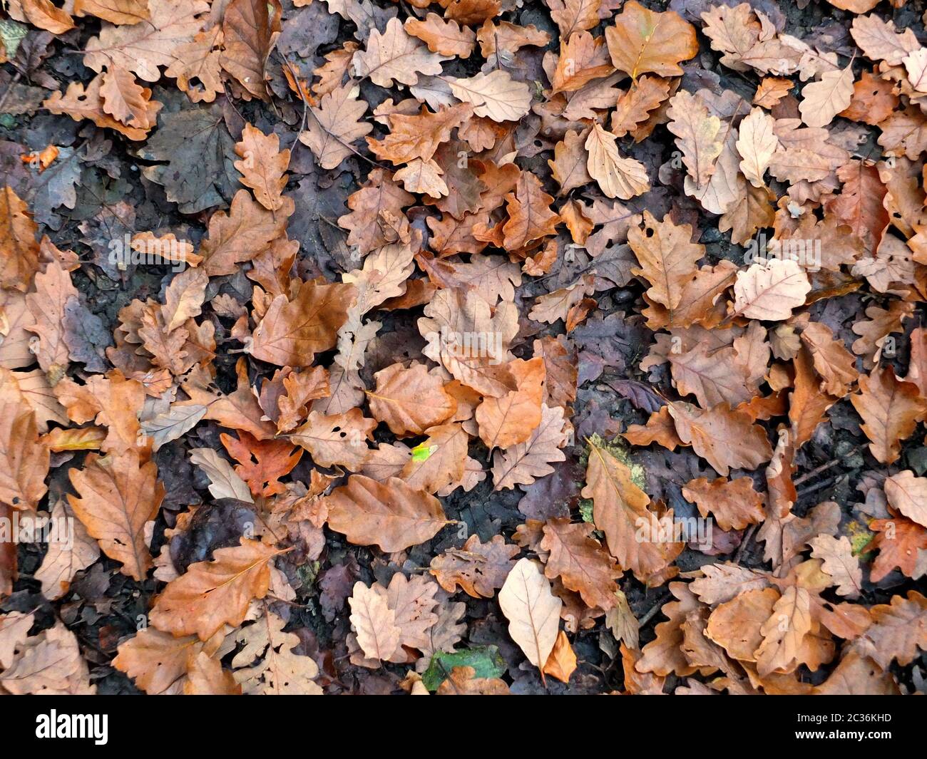 a full frame background image of brown and black fallen oak leaves on a ...