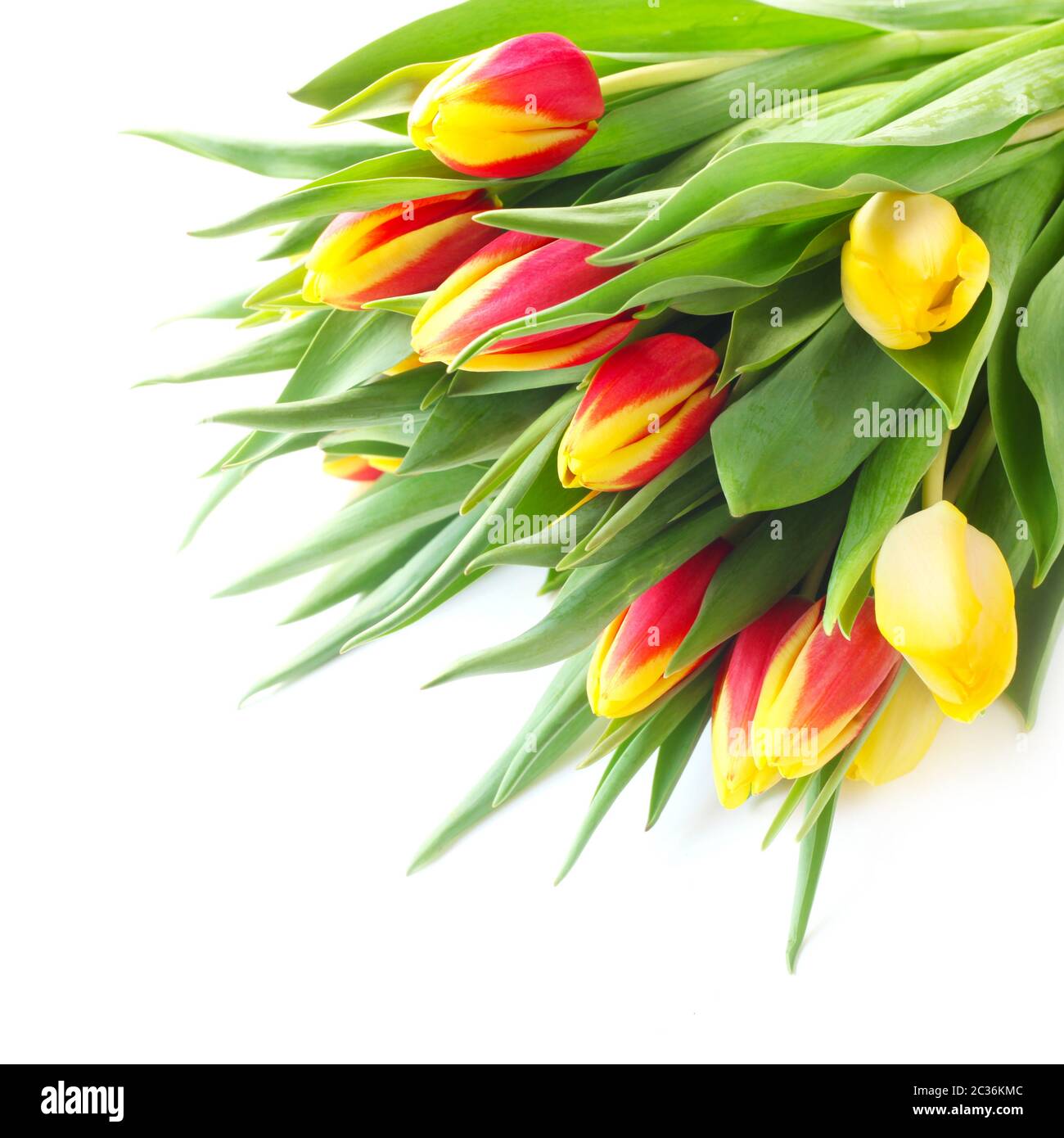 A Bunch Of Tulips Isolated On White Stock Photo
