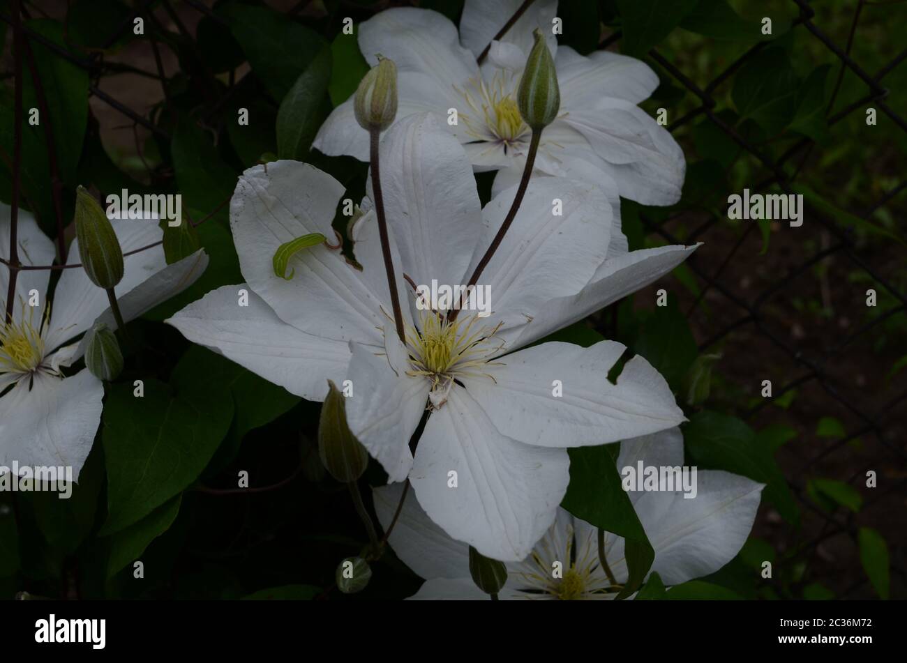 Clematis spring shrub hires stock photography and images Alamy