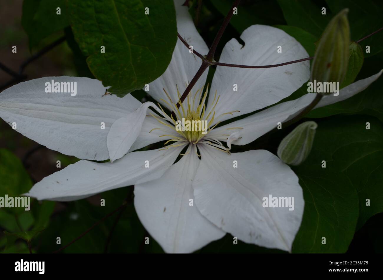 Flowering White Clematis 'Matka Teresa' (Clematis hybrida Stock Photo