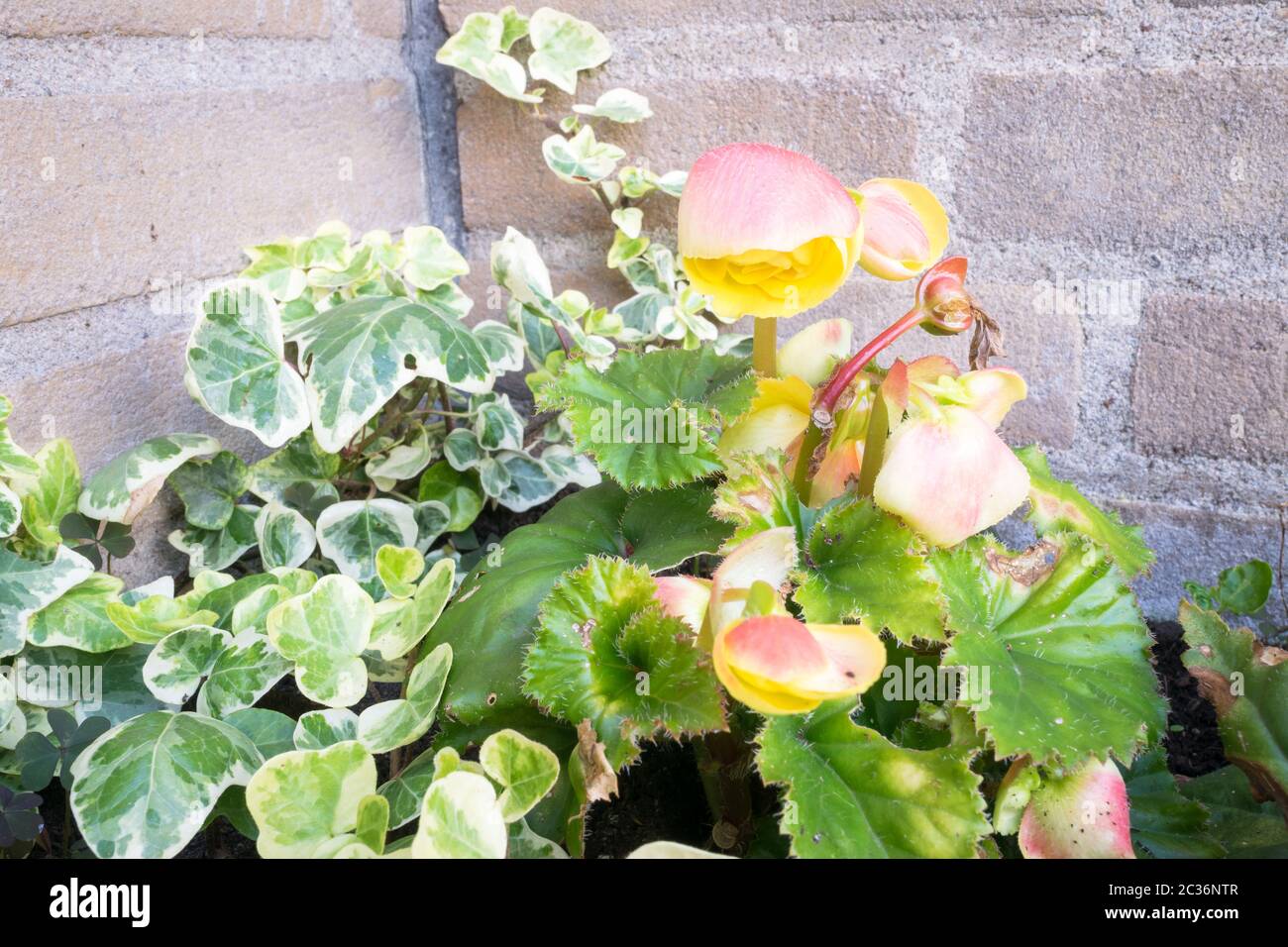 Tuberous Begonia plant with pink yellow flowers Stock Photo