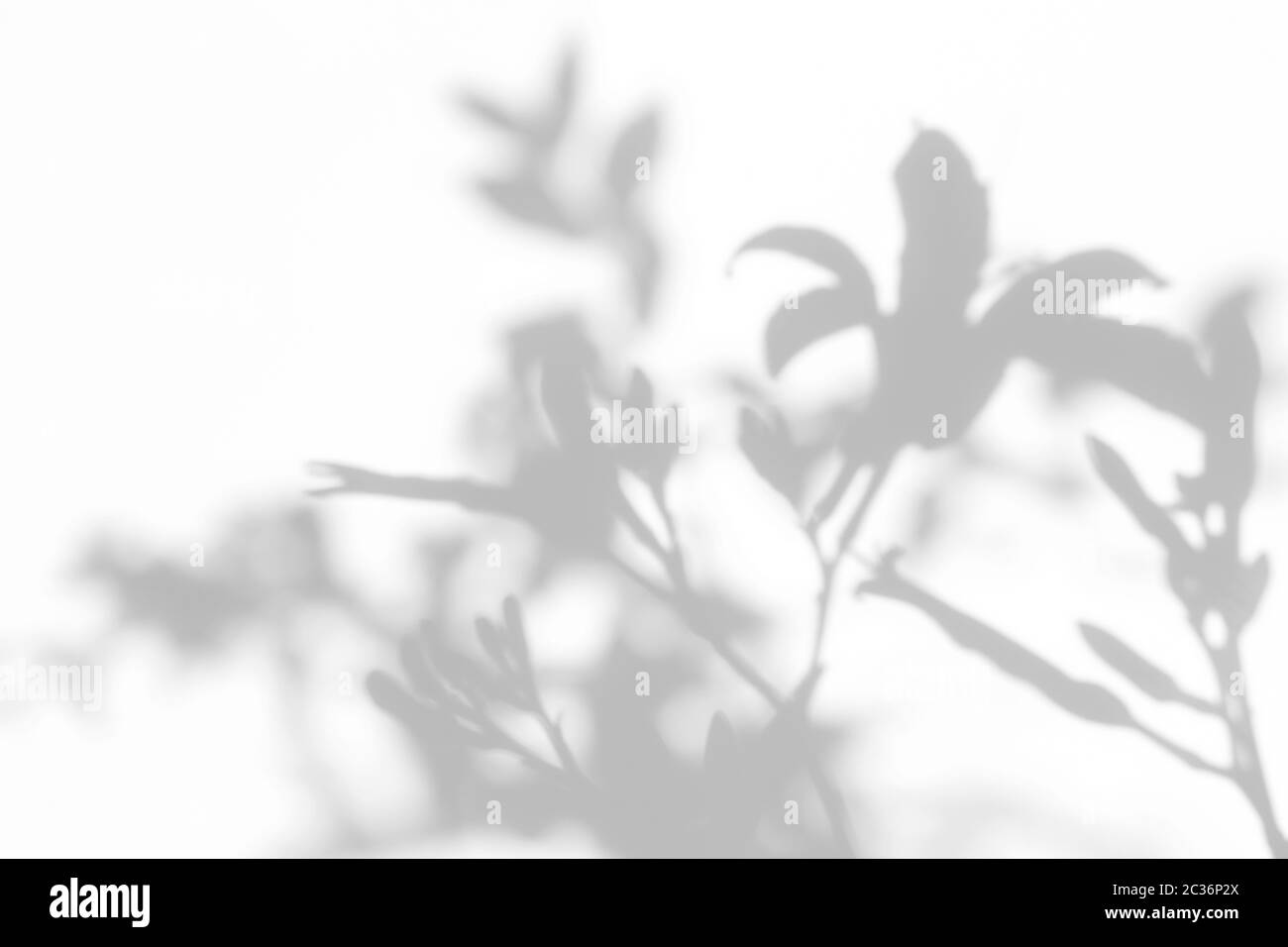 Lily foliage Black and White Stock Photos & Images - Alamy