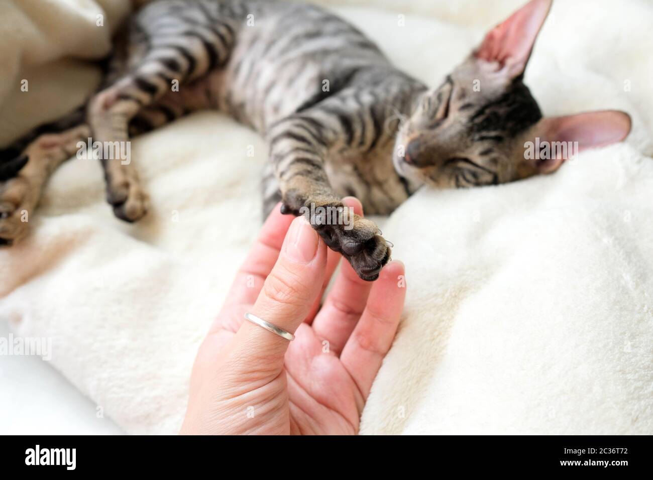 Consider the cat's paw. Soft black pads. Cornish Rex pet, tabby. Stock Photo