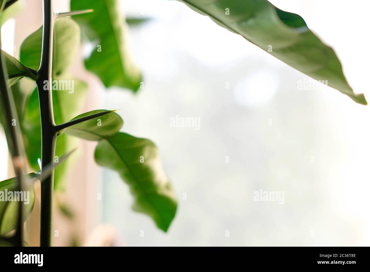 Leaves of citrus. Right place for text. Blurred background. Spikes on a green trunk. Stock Photo