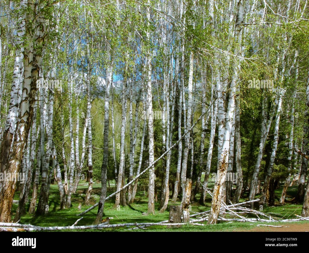 Birch tree forest around Hemu Village, a small village with beautiful mountain scenery in Altay prefecture, Xinjiang China. Stock Photo