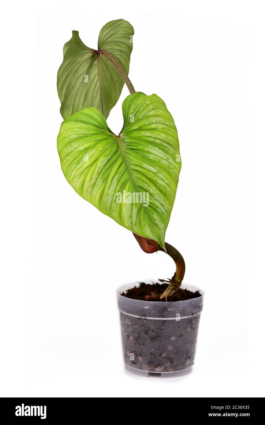 Rare tropical 'Philodendron Mamei' houseplant in transparent flower pot isolated on white background Stock Photo