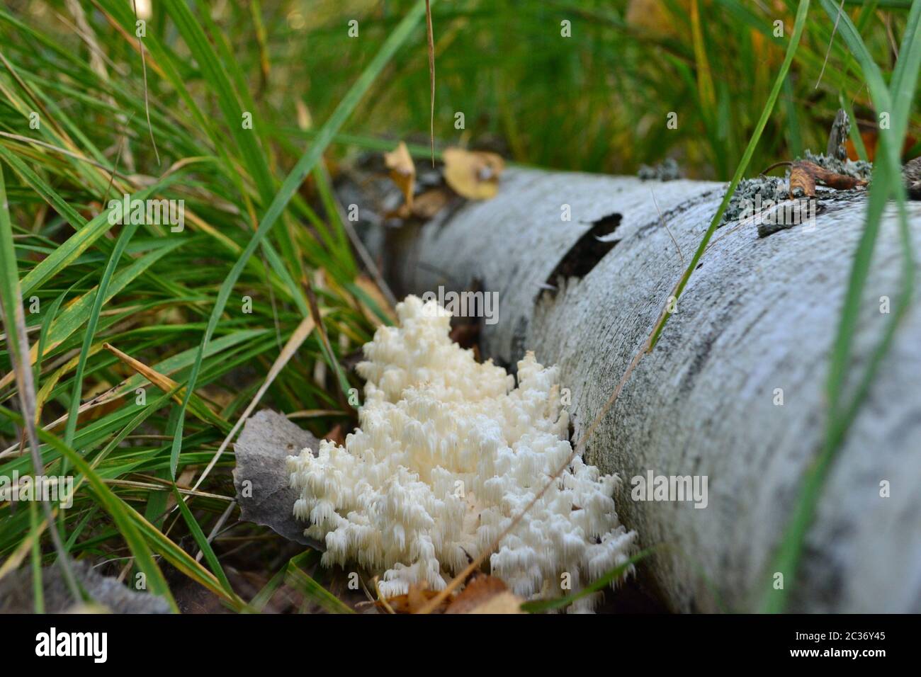 coral forest mushroom near the birch. ice mushroom Stock Photo