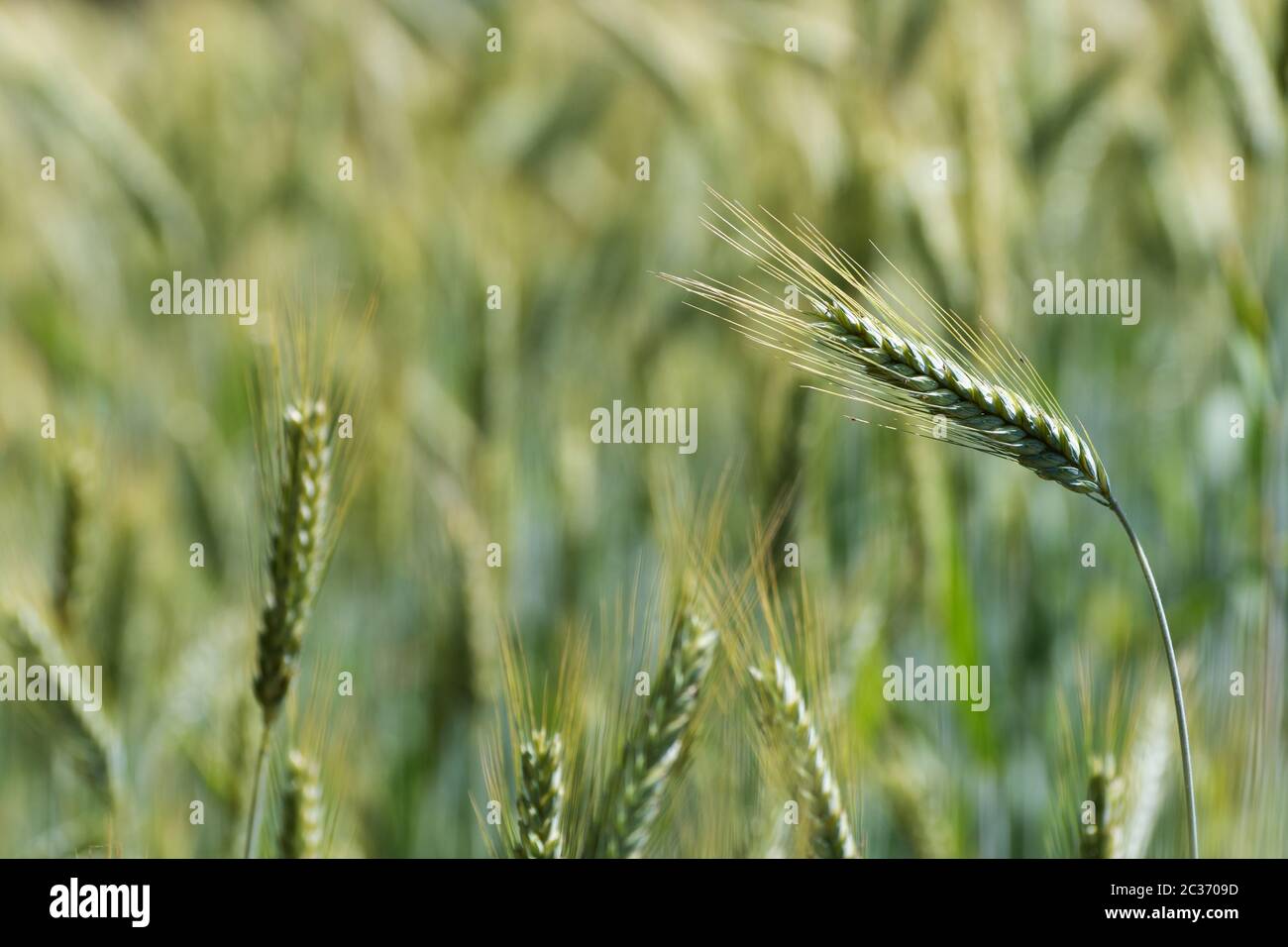Closeup of rye spikelet in rye field. Agriculture, farming, food, GMO and beer concepts. Stock Photo