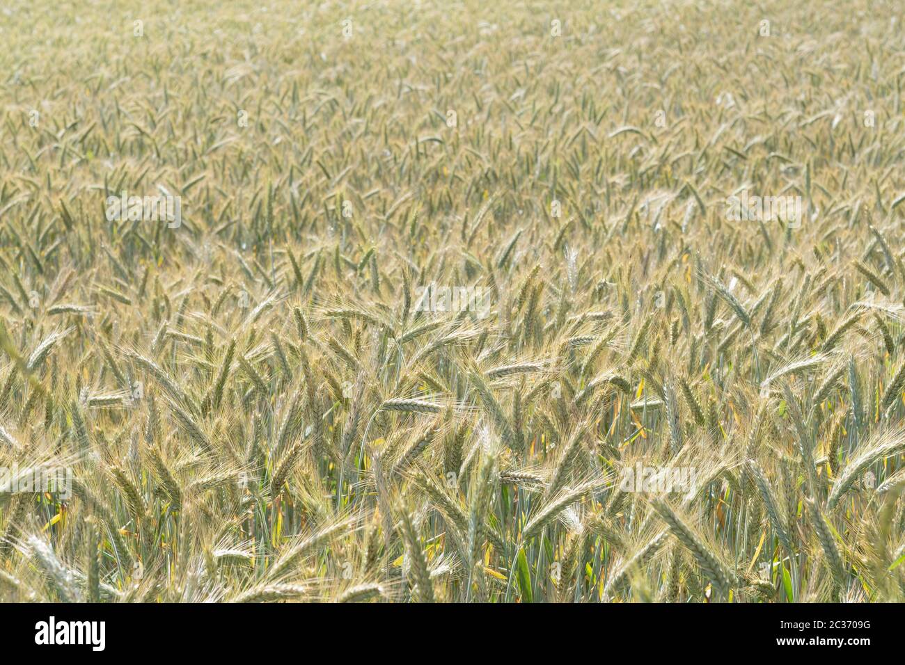 Beautiful golden rye field in early summer. Agriculture, farming, food, GMO and beer concepts. Stock Photo