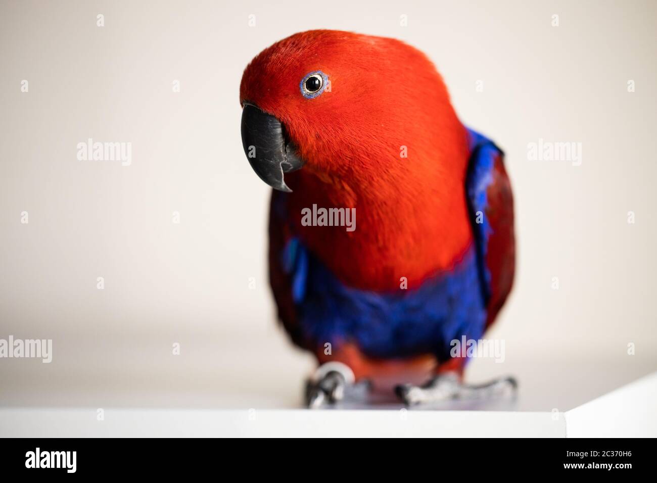 Bright colorful female eclectus parrot (eclectus roratus) Stock Photo