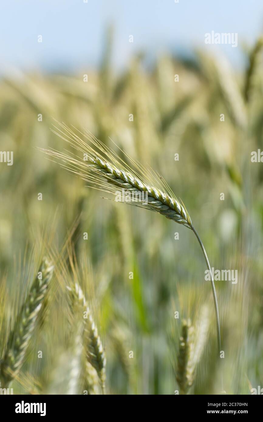 Closeup of rye spikelet in rye field with blue sky in background. Agriculture, farming, food, GMO and beer concepts. Stock Photo
