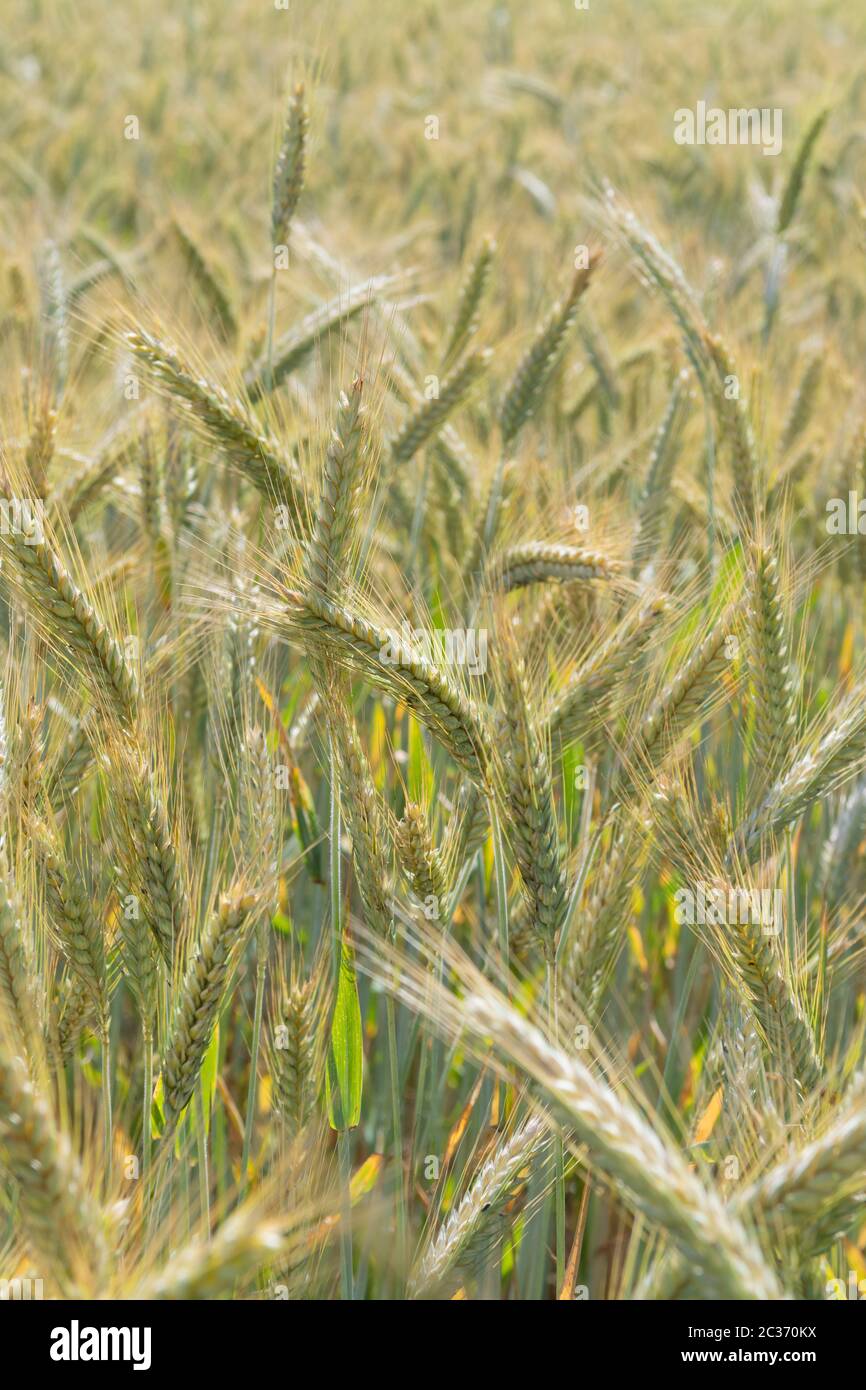 Closeup of golden rye field on sunny day. Agriculture, farming, food, GMO and beer concepts. Stock Photo