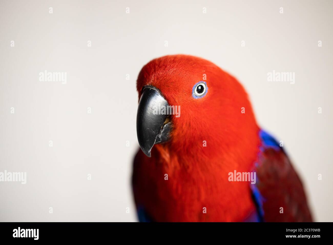 Bright colorful female eclectus parrot (eclectus roratus) Stock Photo