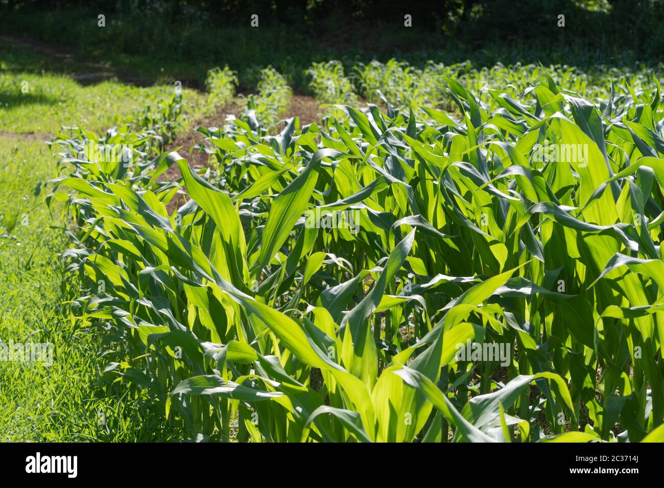 Closeup of young green corn plants growing in corn field. Agriculture, farming, GMO and food concepts. Stock Photo
