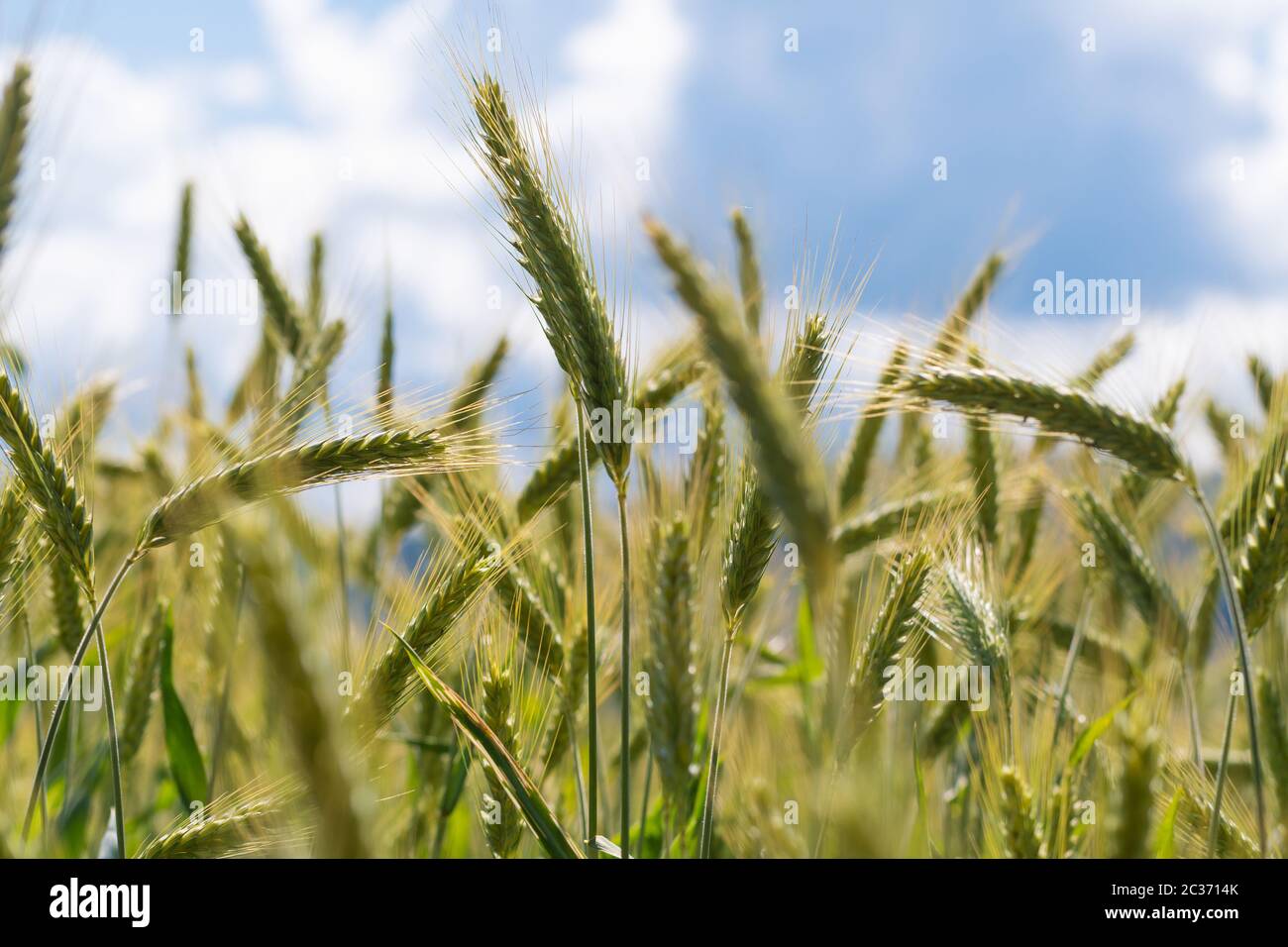 Closeup of golden rye spikes in the rye field with blue sky in background. Agriculture, farming, food, GMO and beer concepts. Stock Photo