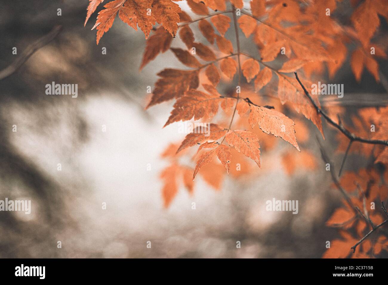 Beautiful Autumn Scene With Orange Leaves And Blurred Brown Branches Great Design For Social Media Seasonal Quotes Vintage Fall Wallpaper Natural Stock Photo Alamy