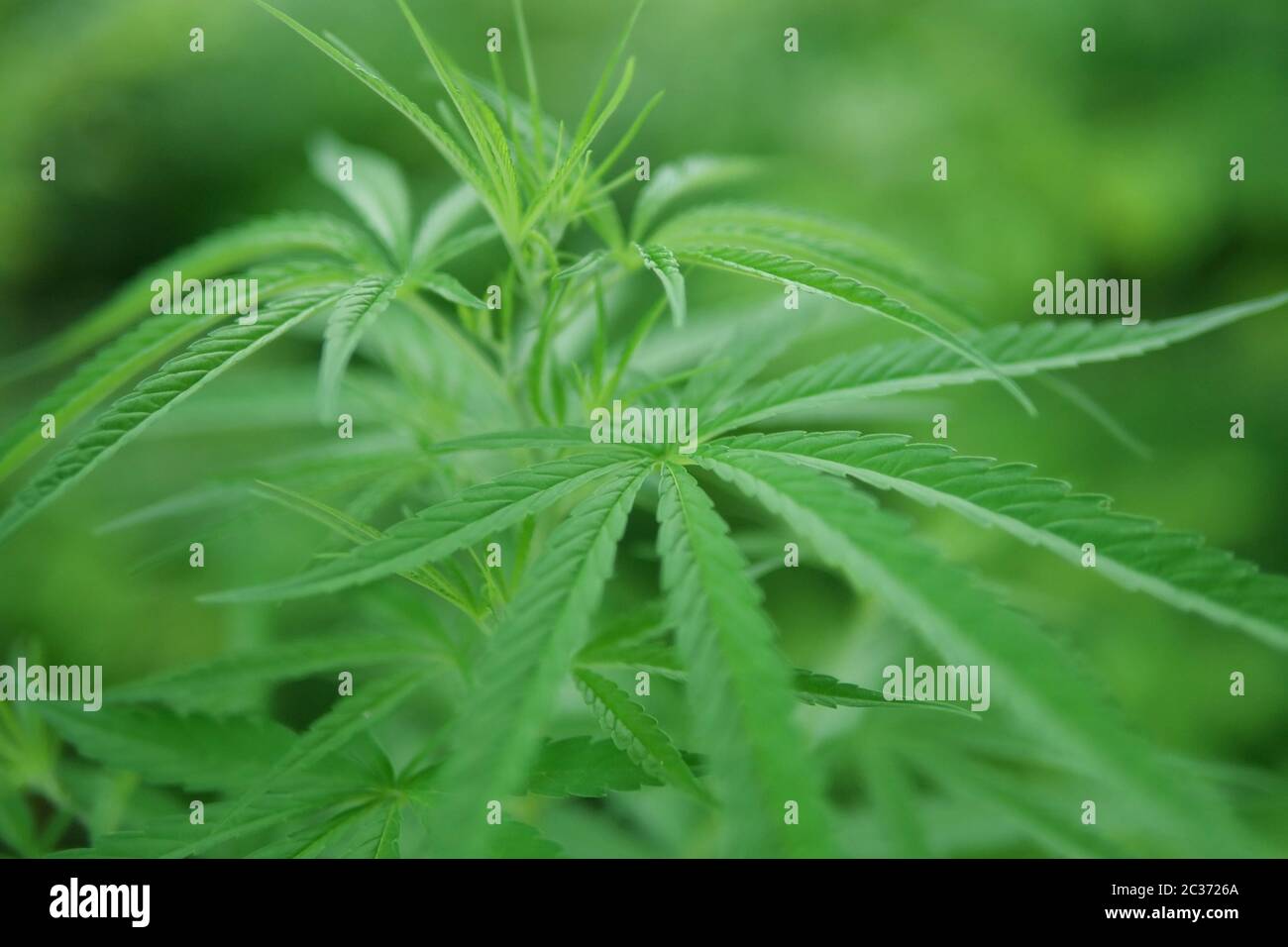 Close up green marijuana hi-res stock photography and images - Alamy