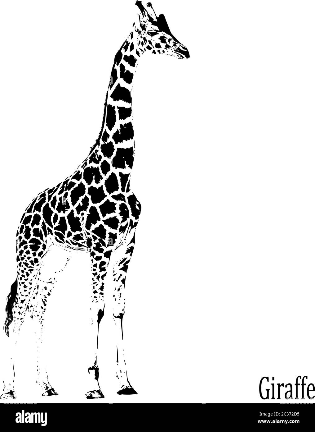 beautiful graceful giraffe Stock Vector